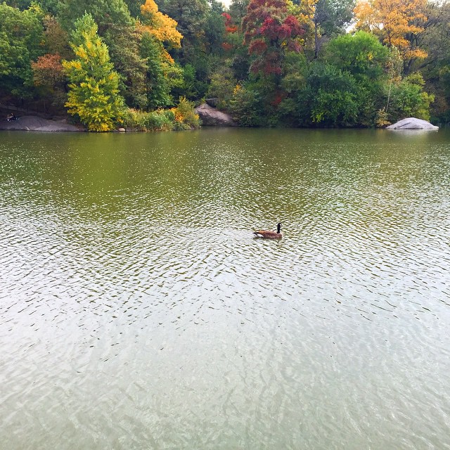 ducks-central-park