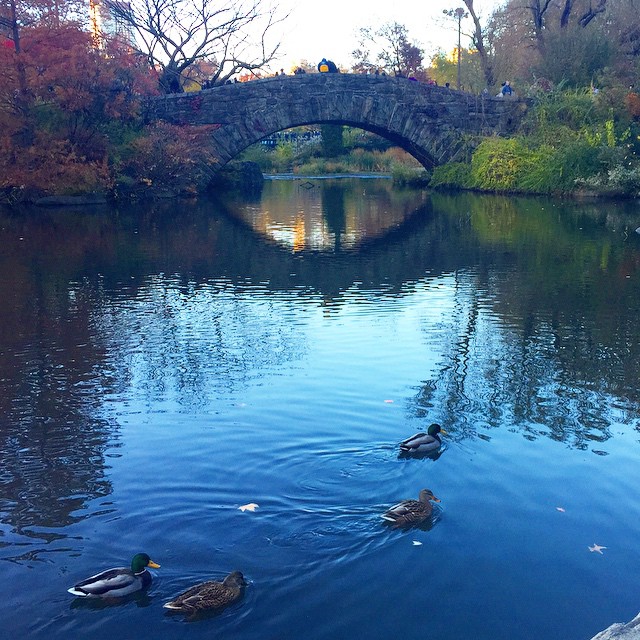 NYC Guide: Fall in Central Park - Elana Lyn